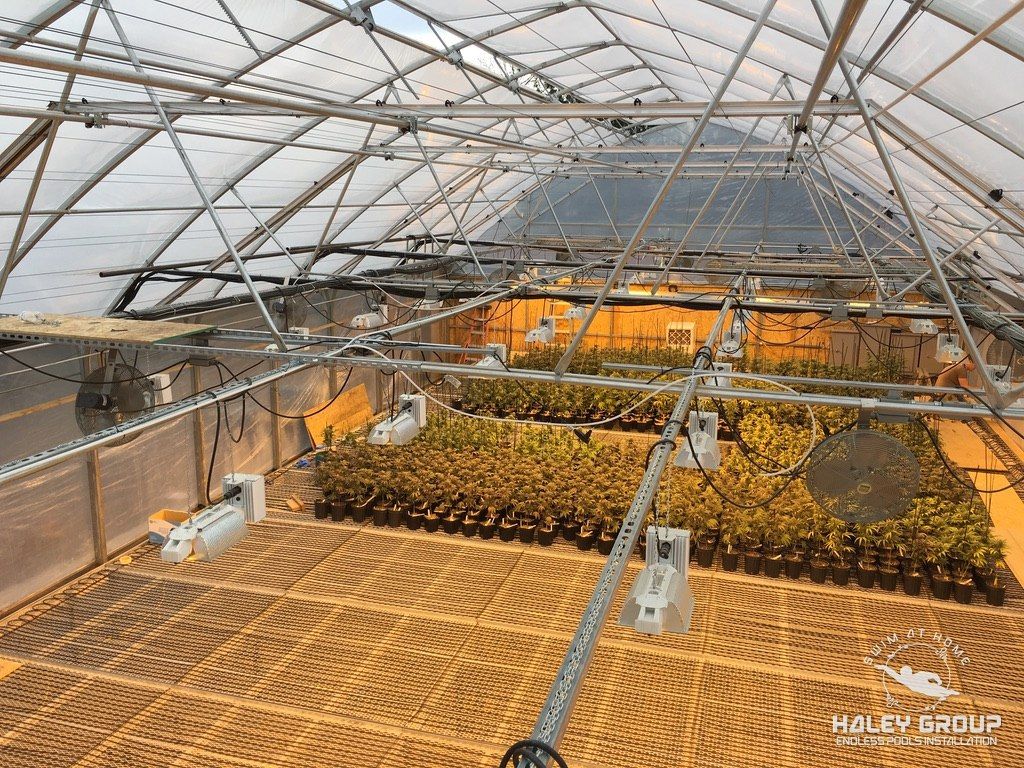 Greenhouse interior with supplemental grow lights, fans and plants on benches